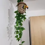 Calypso Сенигаллия