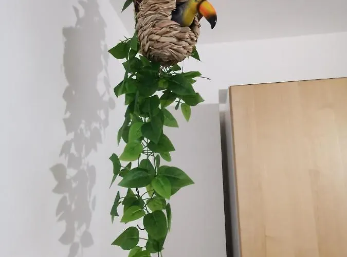 Calypso Σενιγκάλια